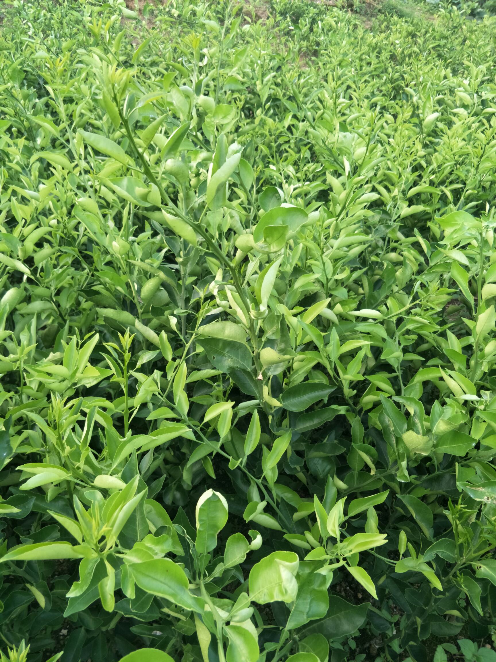 热销明日见柑橘苗,明日见苗,基地直供,现挖现发,量大从优