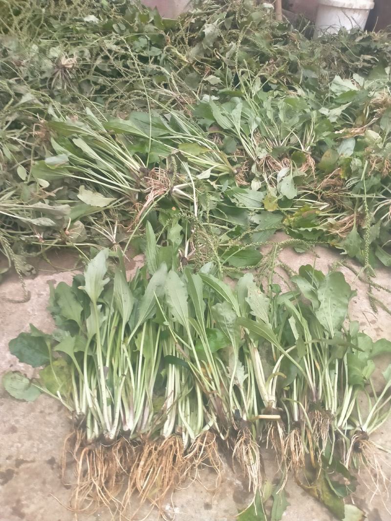 车前草一亩地产多少钱(车前草亩产量多少公斤干货)