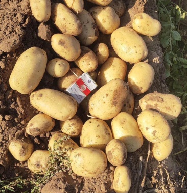 尤金土豆大量上市!皮毛亮!个头大!产地直发!