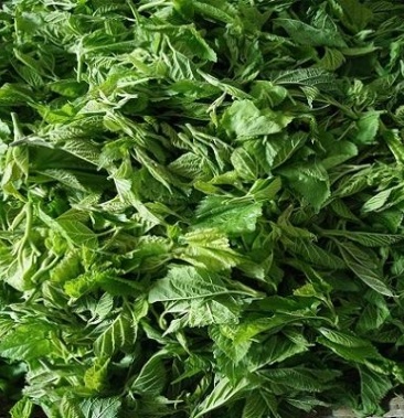 新鲜桑鲜尖速冻桑芽菜桑树芽冷冻桑嫩芽酒店养生食用桑叶菜