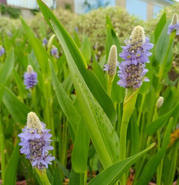 [梭鱼草批发]梭鱼草 水生植物基地直销 湖泊湿地公园常用苗 杯苗成活