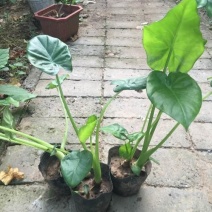 滴水观音盆栽室内绿植好养植物水培大叶霸王芋客厅盆景吸甲醛