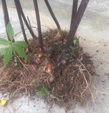 [重楼批发]高山海拔1360米野生七叶一枝花,重楼18个牙头价格8000.