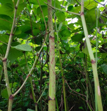 虎杖,段子,片,符合藥典標準,基地種植,歡迎光臨.