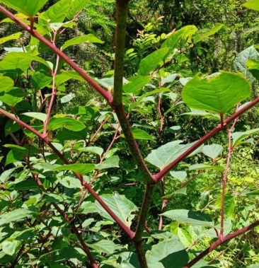 [虎杖批发]虎杖价格5.00元/斤 - 一亩田