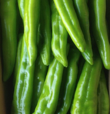 [牛角椒批发]精品牛椒价格0.90元/斤 - 一亩田