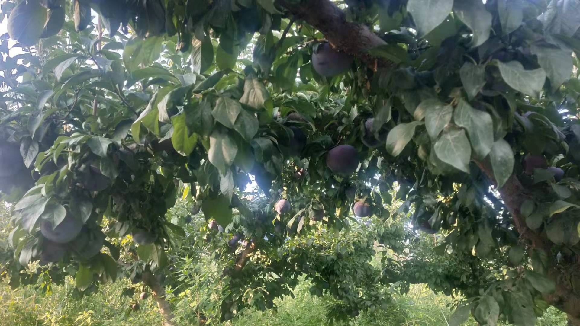 黑加仑植株特写