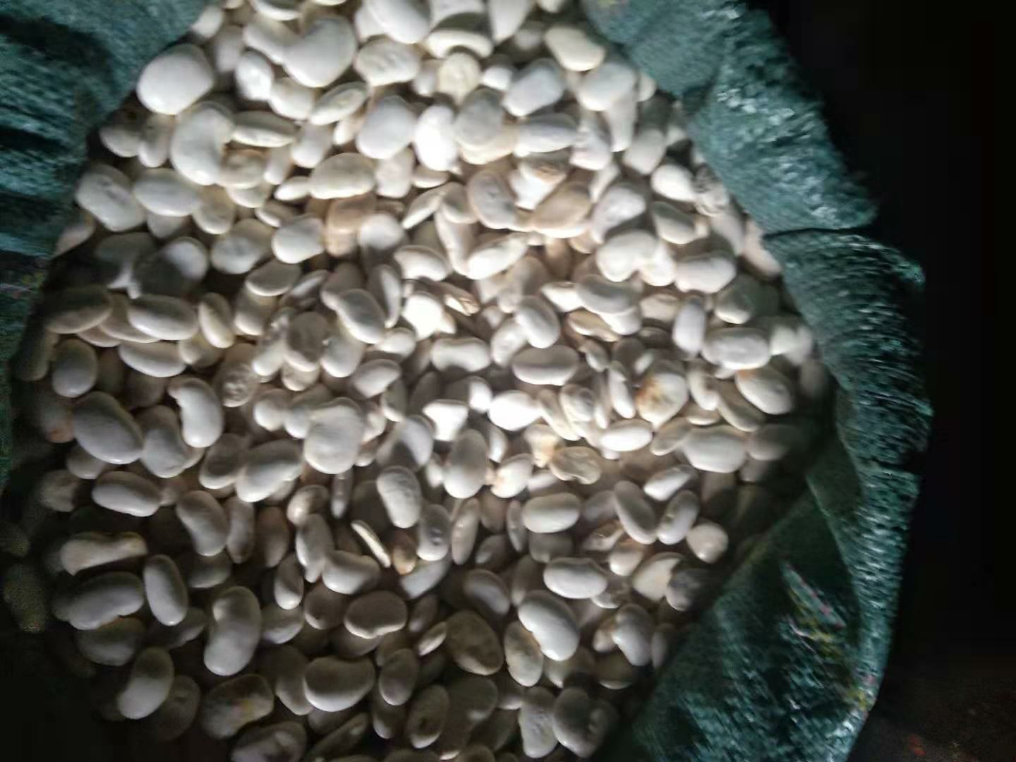 展示新鲜与干燥状态下的白扁豆对比图 白扁豆特写