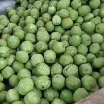 大量以上青皮核桃规格45以上可以代加工去青皮湿核桃