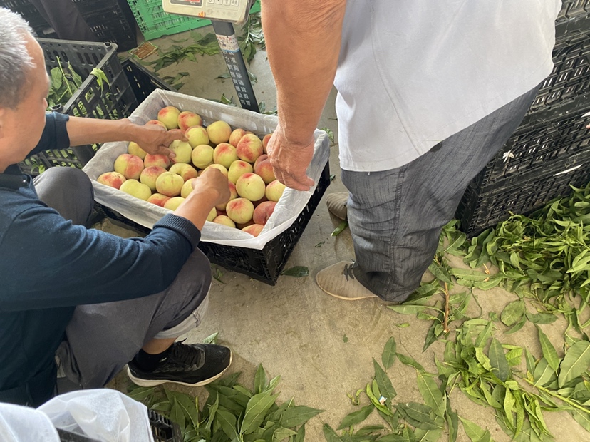 黄桃加工车间,工人正在对新鲜黄桃进行清洗和分拣 黄桃加工场景