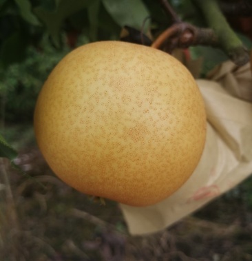 [黄梨批发]大竹县圆黄梨成熟了价格2.00元/斤 - 一亩田