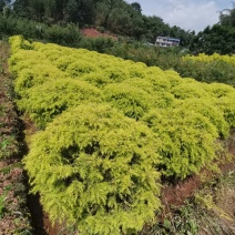 已经土地整改好的山地，面积200亩以上可以面谈