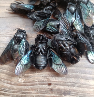 正宗竹峰有大量货源,有干货,也有活体现货,干货800