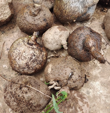 [山乌龟批发]野生的价格9.00元/公斤 - 一亩田