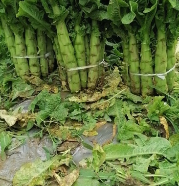 阿坝州三青莴笋翡翠绿圆叶莴苣高山优质莴笋杆子