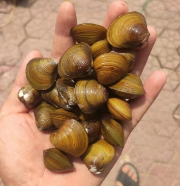 河蚬10块4斤黄沙蚬蚬子