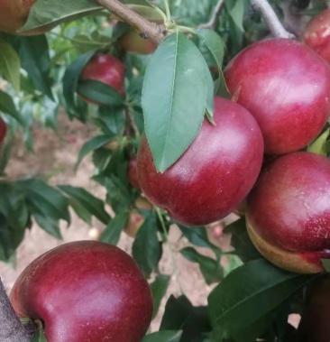 [中油油桃批发]中油13,味儿好,果个大颜色好价格1.10元/斤 - 一亩田