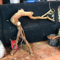 正宗云南红芽清香木老桩驱蚊虫植物