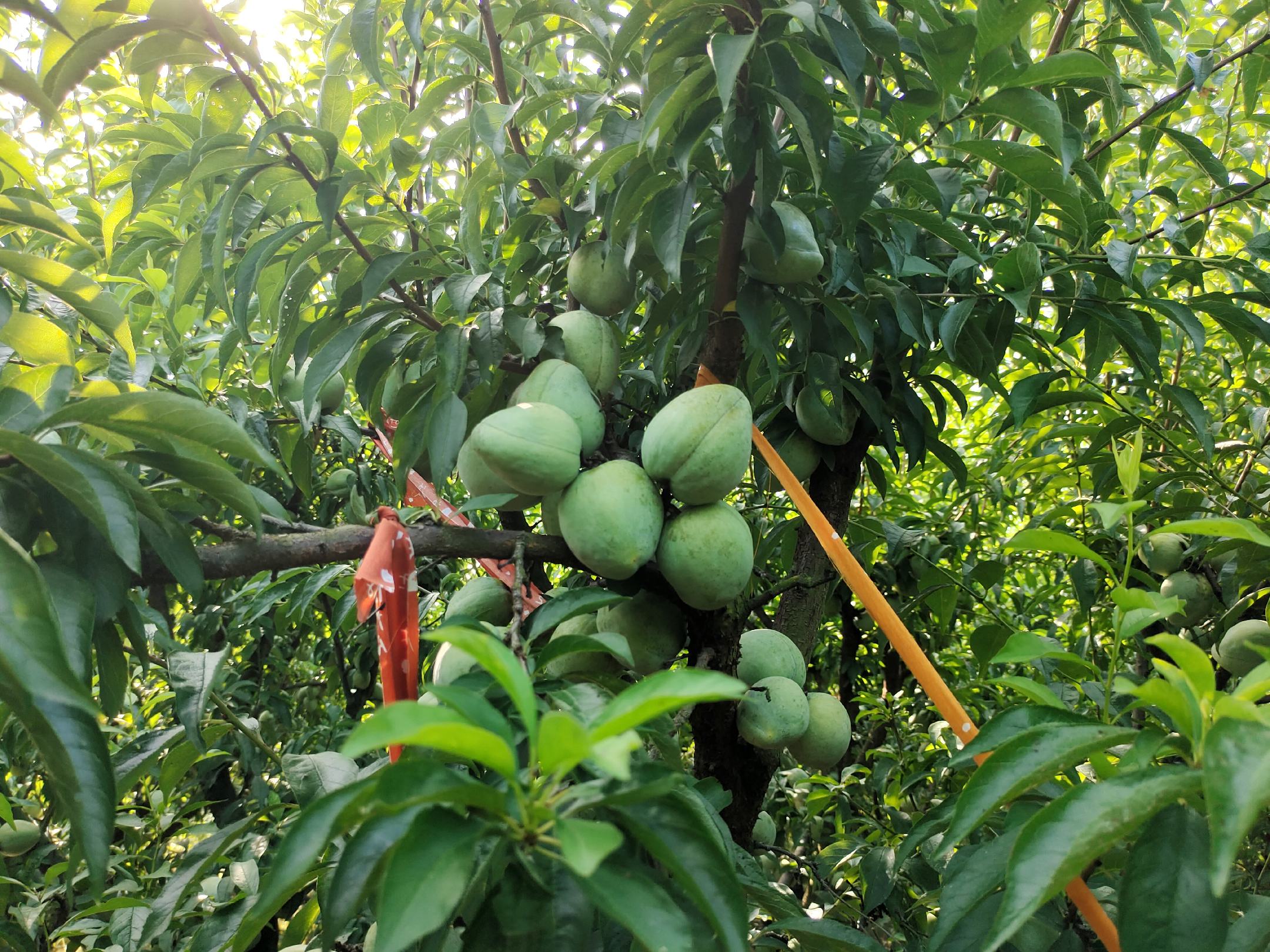 桃形李果园种植场景