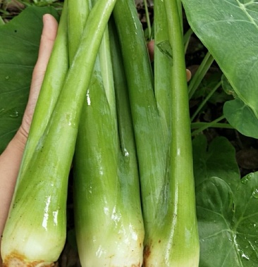 【包邮_5斤广芋】热销新鲜采摘湖南特产广芋1斤2斤3斤