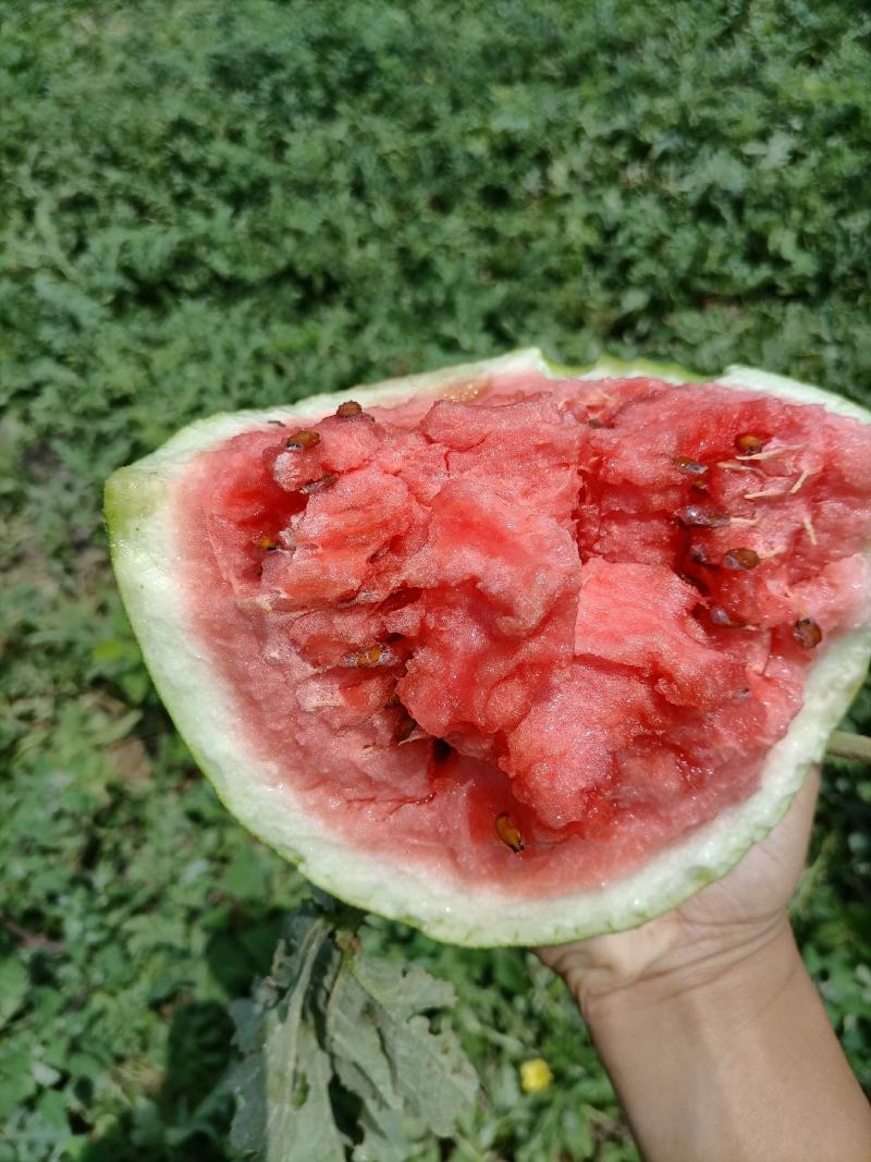 [龙卷风西瓜批发]河南焦作温县西瓜 0.70元/斤西瓜龙卷风,8 _ 一亩田