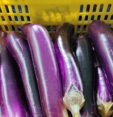 广东紫色长茄,500亩茄子专业种植基地,长年有货