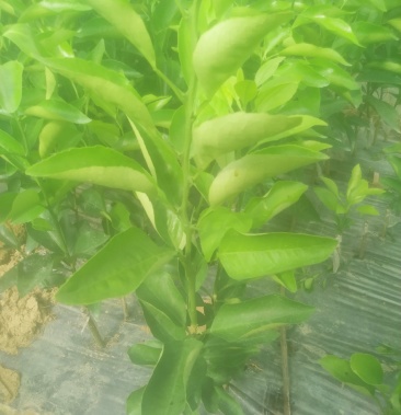 阳光一号桔柚苗, 品种纯正, 假一赔百 基地直供