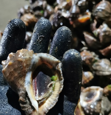 [红螺批发]大连红里螺价格32.00元/斤 - 一亩田