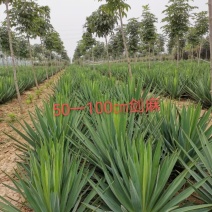剑麻、凤尾兰、河南剑麻凤尾兰基地直销