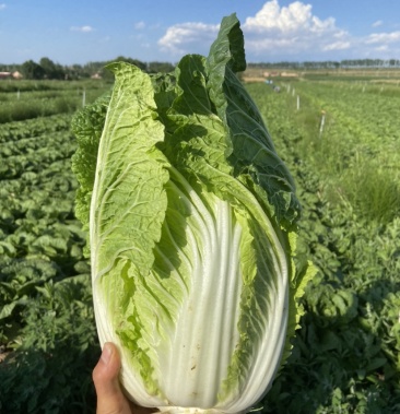 大白菜,宁夏固原大量出货