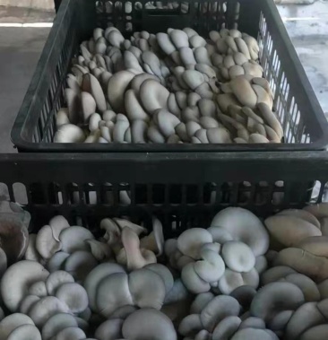大量精品平菇现采现发保证质量