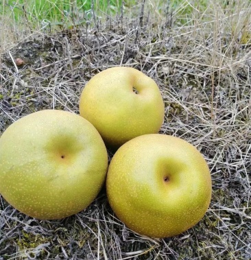 [梨批发]永川黄瓜山黄花梨价格1.20元/斤 - 一亩田