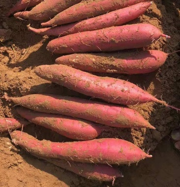 【火爆热销】陕西板栗红薯济薯26西瓜对接社区团购电商商超