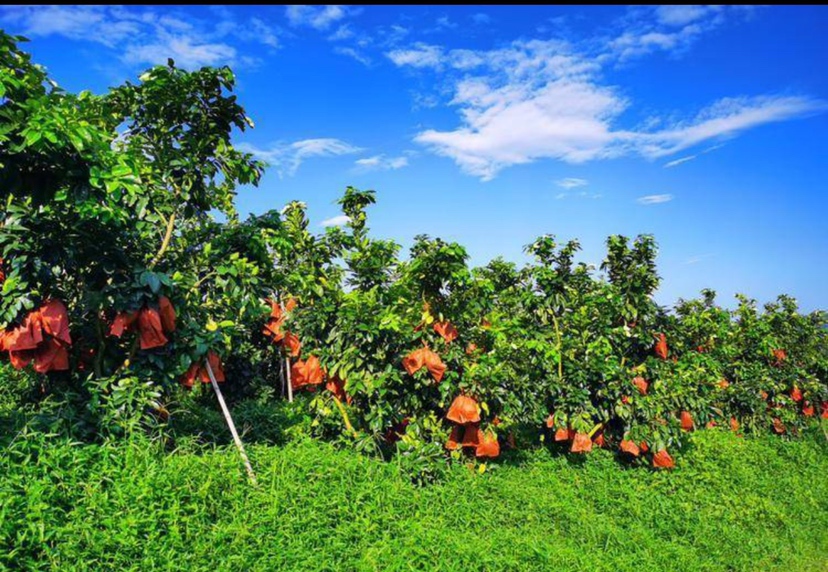 四川泸州合江县连片种植的马家蜜柚果园,春季开花时节,绿叶间点缀白色花朵,果园依山势分布,远处可见长江支流穿行于丘陵之间,阳光充足,生态环境优良 马家蜜柚果园航拍图