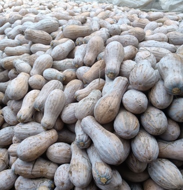 [南瓜批发]四川宜宾江安金韩密本黄南瓜价格0.30元/斤 - 一亩田