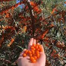 沙棘果