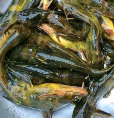 柑桔苹果热搜词更多全部品类