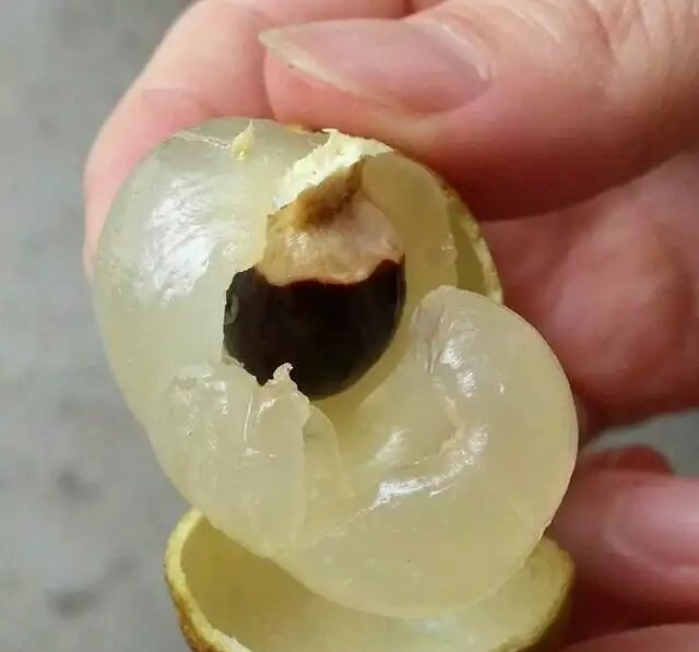 切开的储良龙眼剖面图