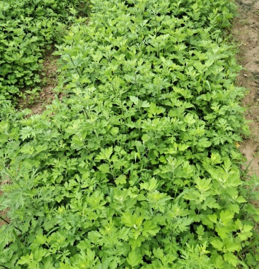 [生艾批发]野生大艾价格3.00元/斤 - 一亩田