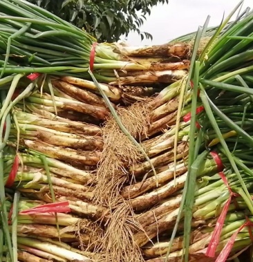 精品红葱农葱叶绿杆粗质优价廉