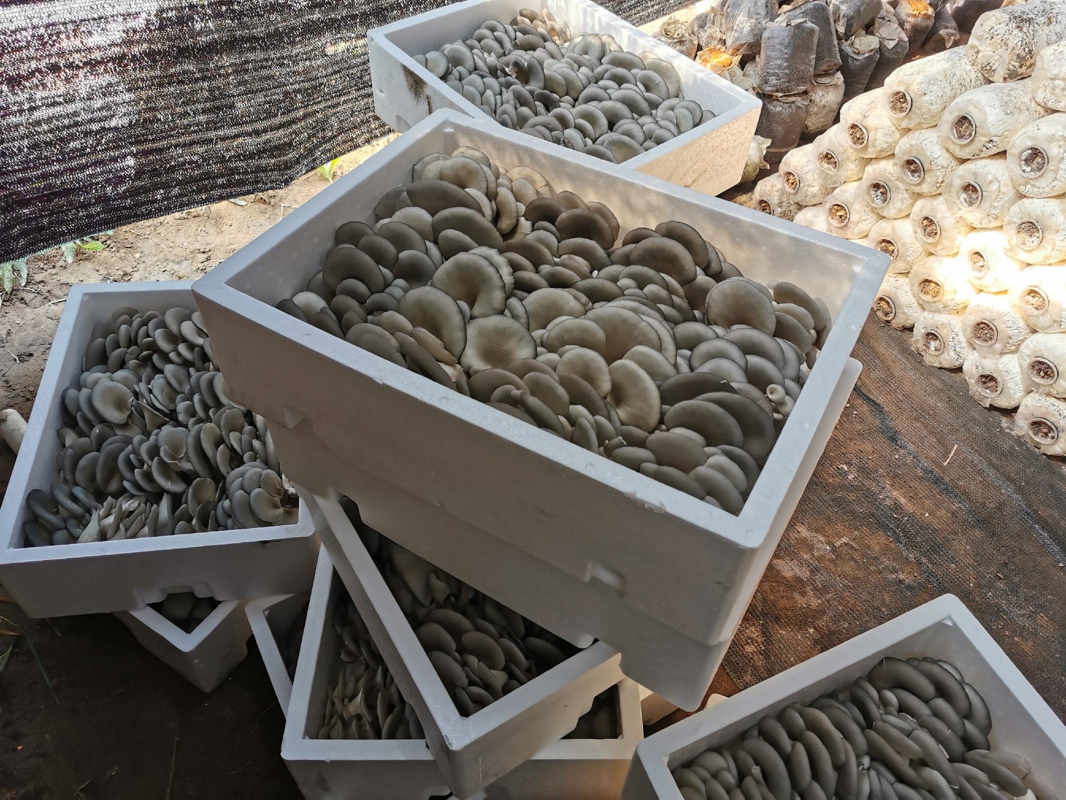 厨师正在翻炒平菇,锅中热气腾腾,旁边配有青椒、大蒜等配料 平菇烹饪图