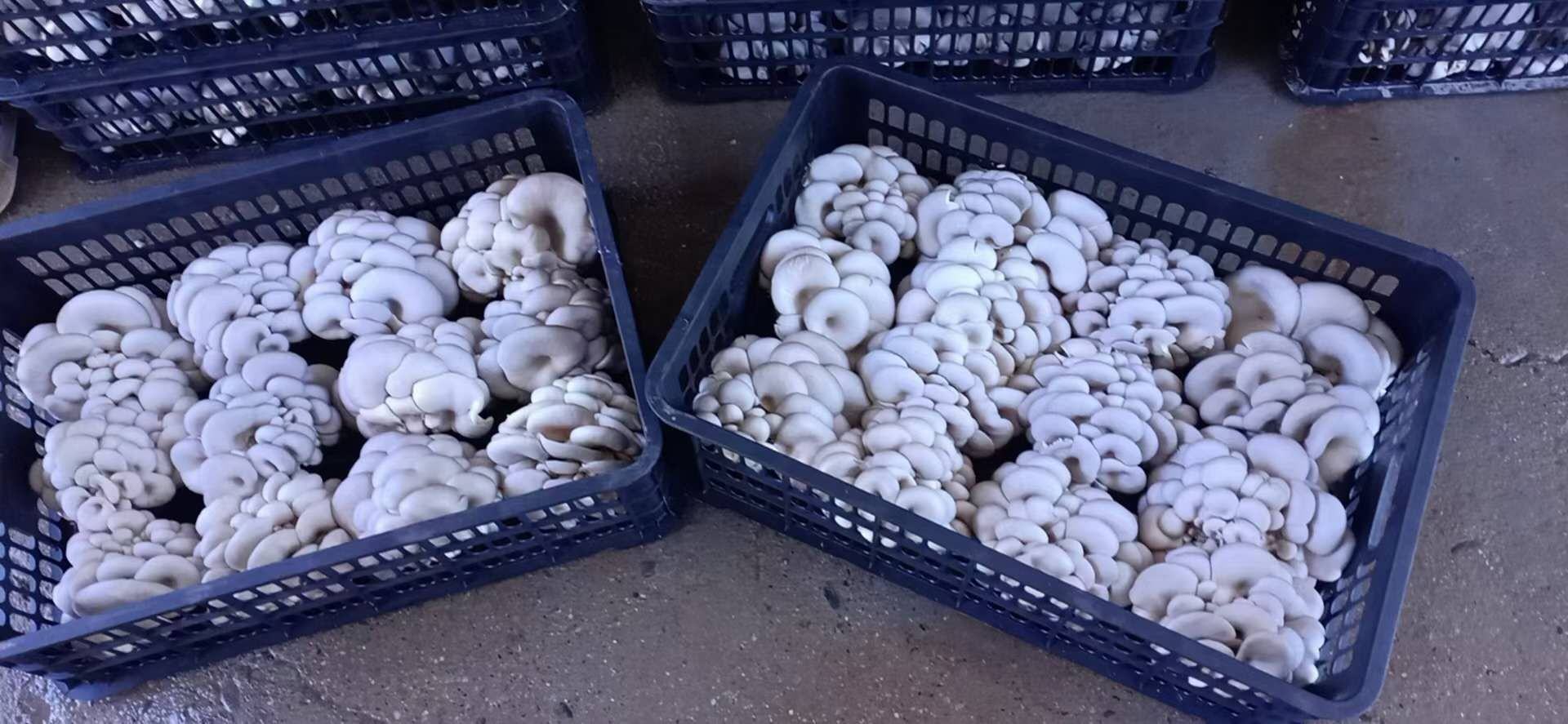 工人在洁净车间内将新鲜采收的灰平菇进行分级整理,白色托盘中摆放整齐的灰平菇子实体,菌盖完整、色泽均匀,背景可见冷链运输箱与标签打印机 灰平菇采收与分级包装场景
