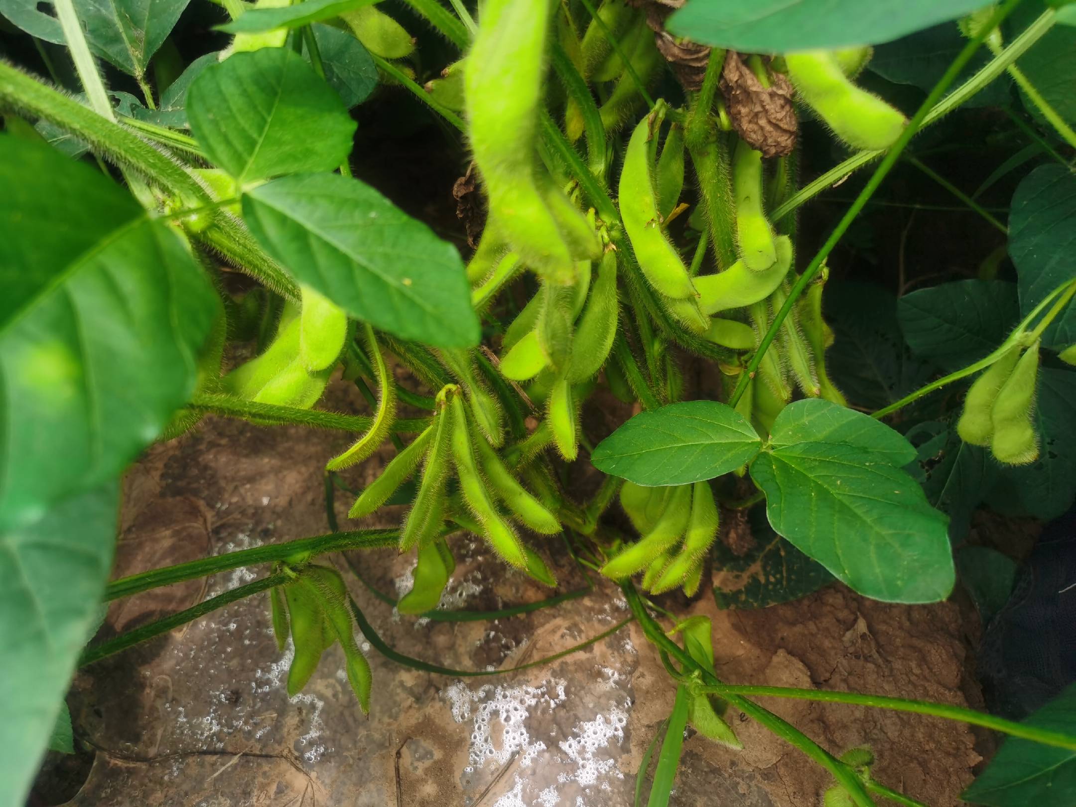 绿丰一号在南方农田中的种植场景