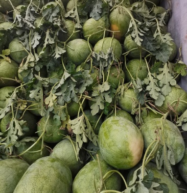 [西瓜批发]庆红宝价格0.68元/斤 - 一亩田