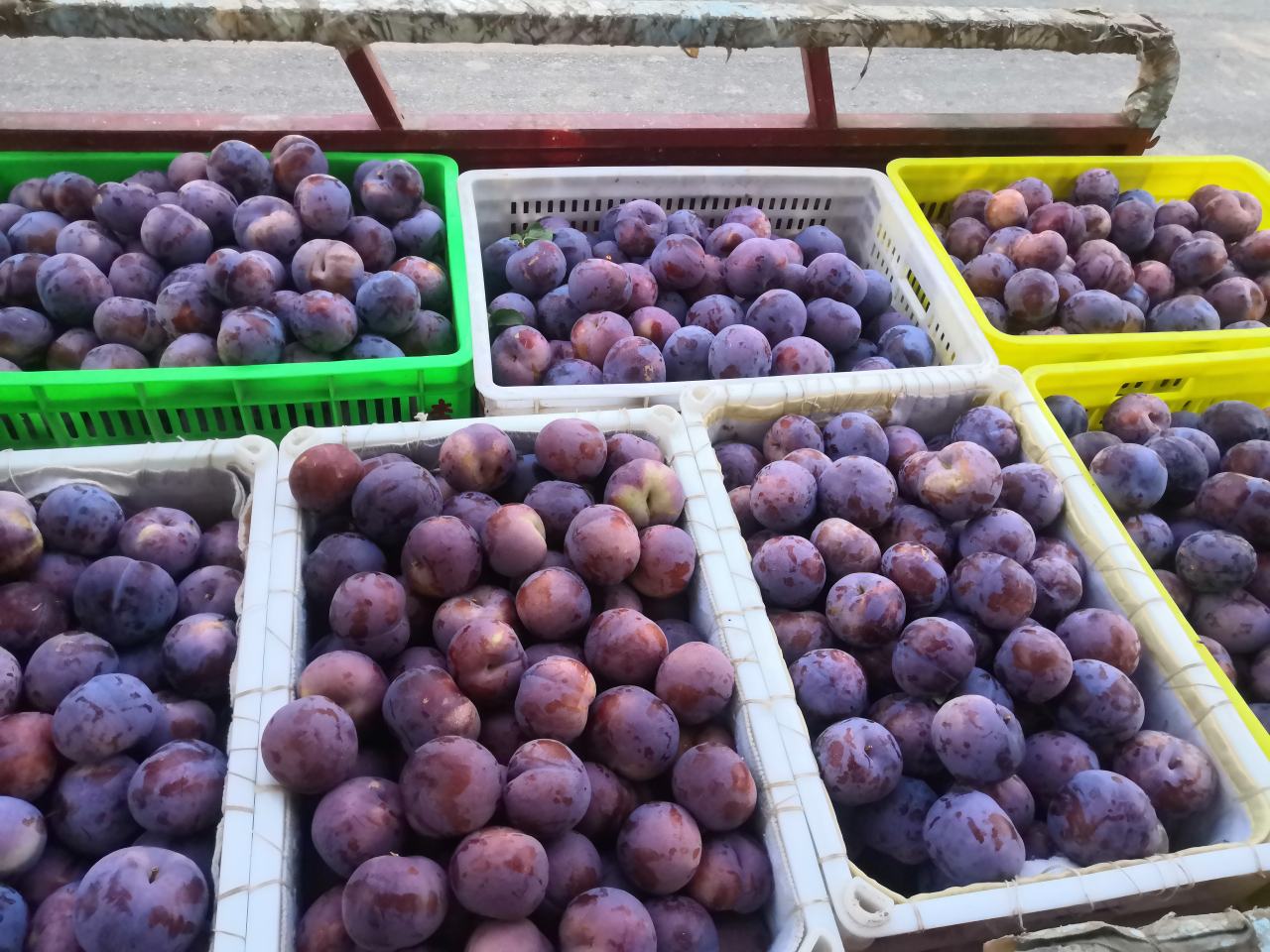 透明礼盒装的红跃红布林整齐摆放在超市冷柜货架上,标签标注‘精品红跃李子·源自烟台’,旁边配有促销海报,消费者正在挑选,展示终端销售实景 红跃红布林在商超货架陈列效果图
