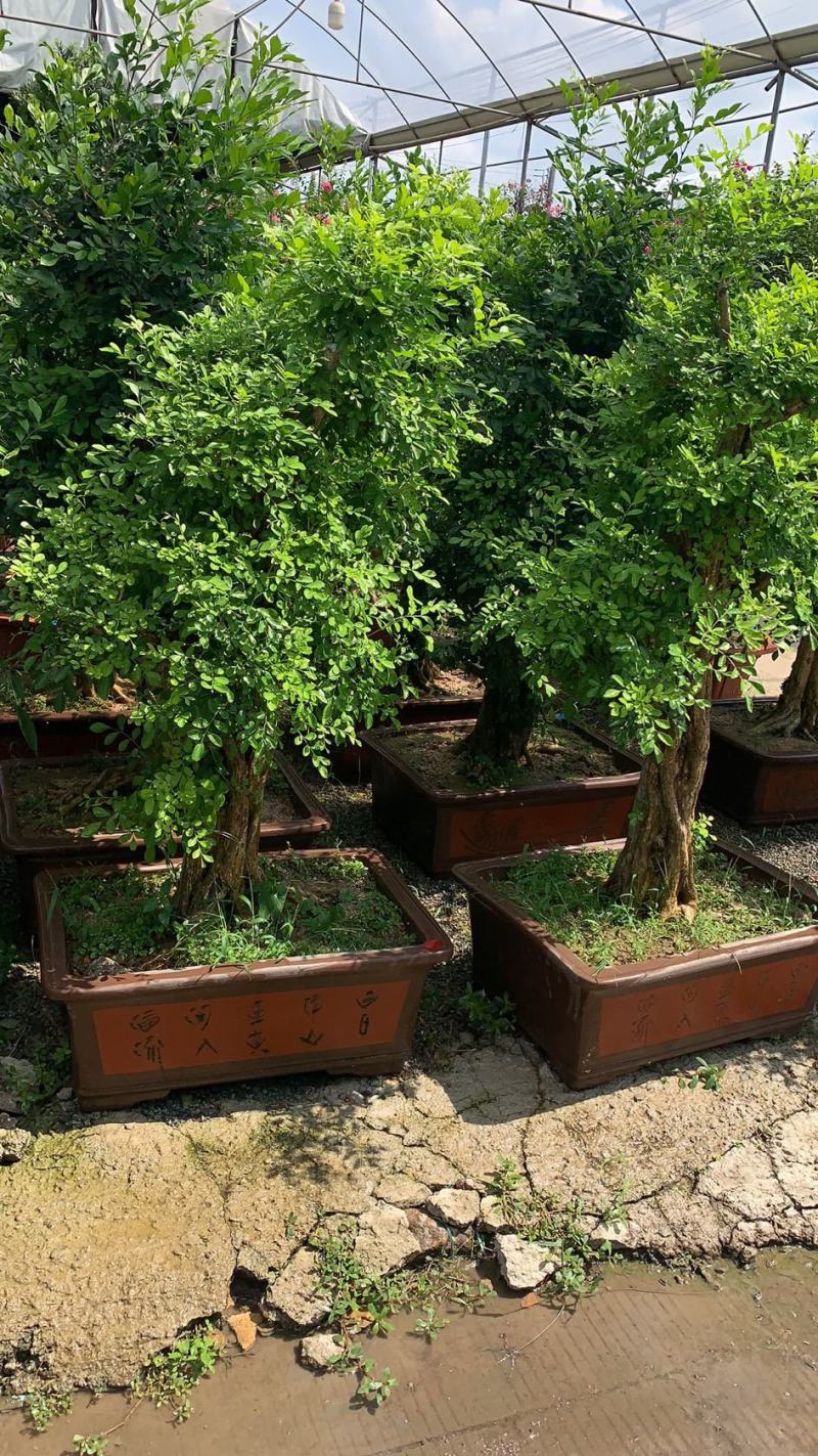 阳性植物 风水图片