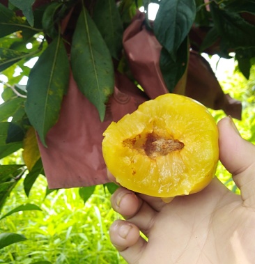 [黄金李批发]黄金李价格10.00元/斤 - 一亩田