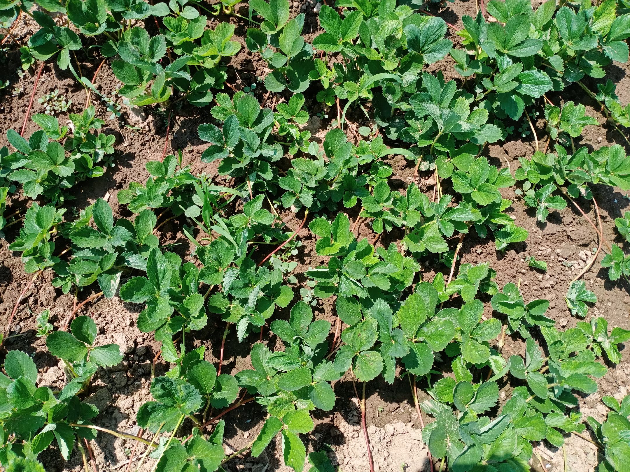 草莓田间生长实景图