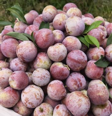 [李子批发]古田芙蓉李价格1.60元/斤 - 一亩田