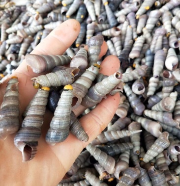 钉螺海螺狮尖螺去尾钉螺带尾钉螺麻辣钉螺规格全